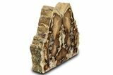 Tall, Petrified Wood Bookends - McDermitt, Oregon #307183-1